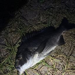 クロダイ