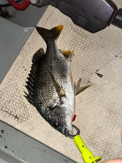 キビレの釣果