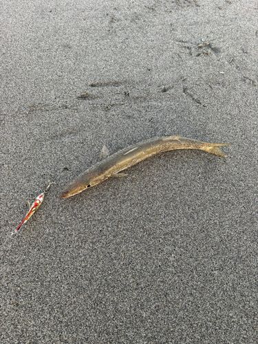 カマスの釣果