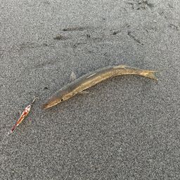 カマス
