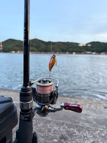 アコウの釣果