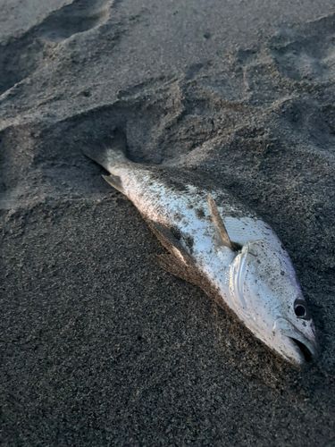 ニベの釣果
