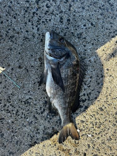 チヌの釣果