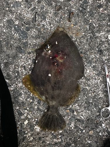 カワハギの釣果