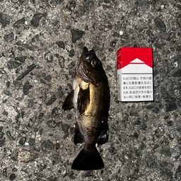 メバル