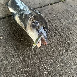 チヌ