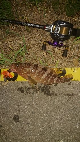 キジハタの釣果