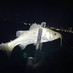 セイゴ（ヒラスズキ）