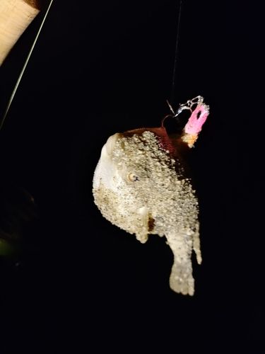 クサフグの釣果