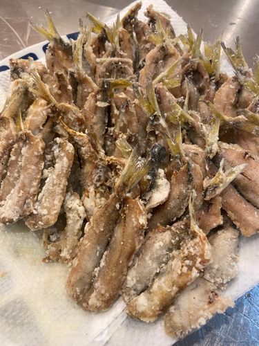 サッパの釣果