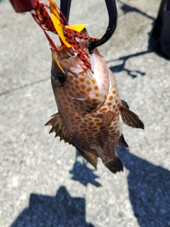 オオモンハタの釣果