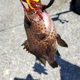 オオモンハタ