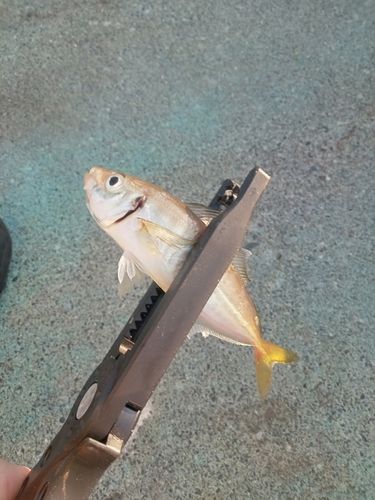 マアジの釣果