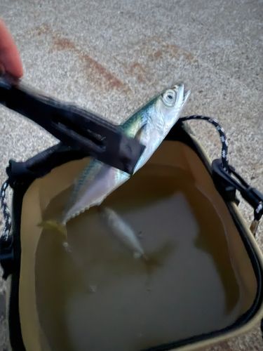 サバの釣果