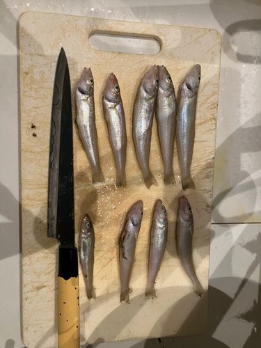 キスの釣果