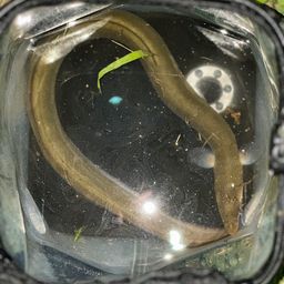 ニホンウナギ