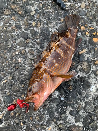 キジハタの釣果