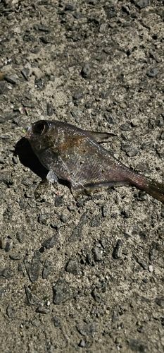 ミナミハタンポの釣果