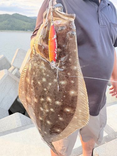 ヒラメの釣果