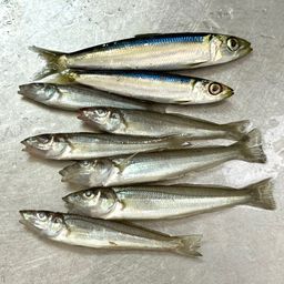 ウルメイワシ