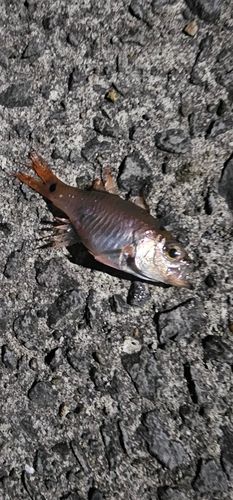 ネンブツダイの釣果