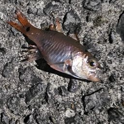 ネンブツダイ