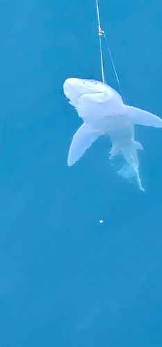 ドチザメの釣果