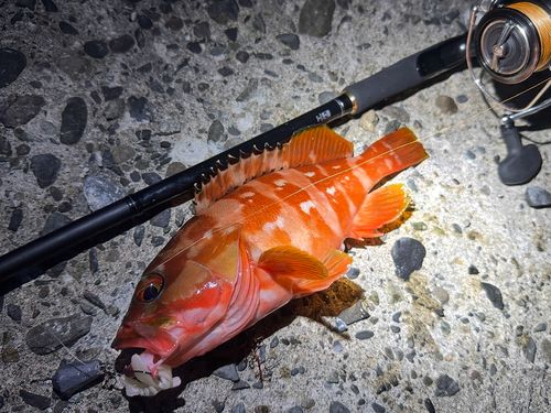 アカハタの釣果