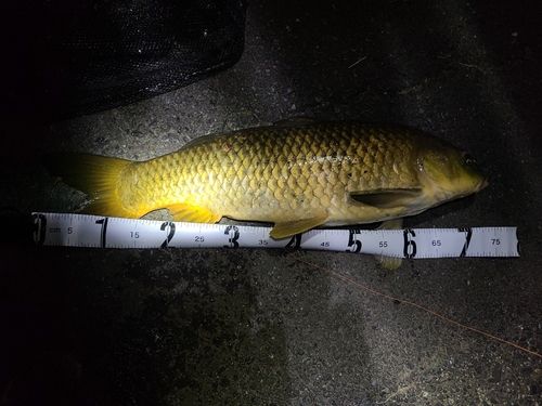 コイの釣果