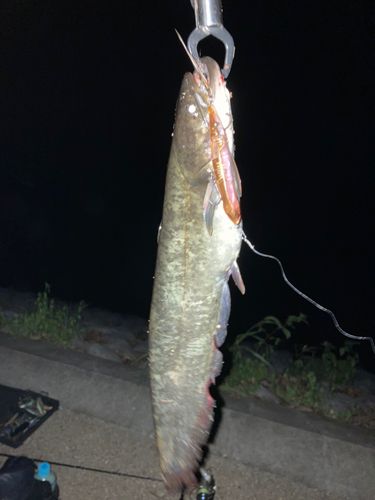 ニホンナマズの釣果