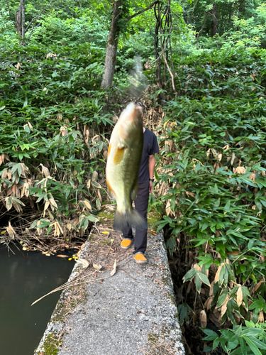 ブラックバスの釣果