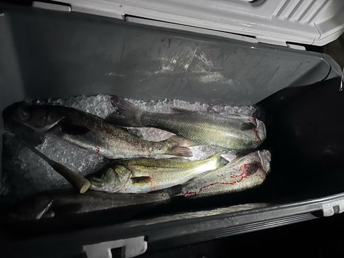 シーバスの釣果