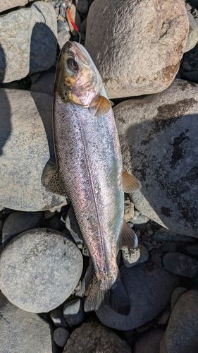 ニジマスの釣果