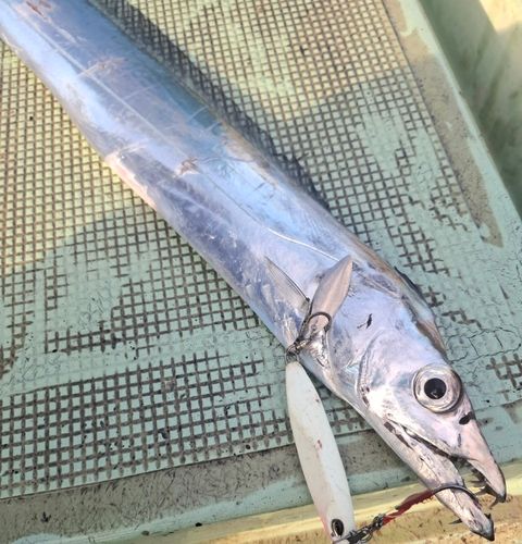 タチウオの釣果