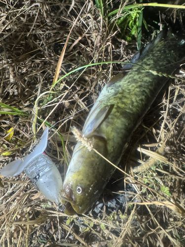 ナマズの釣果