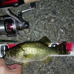 ラージマウスバス