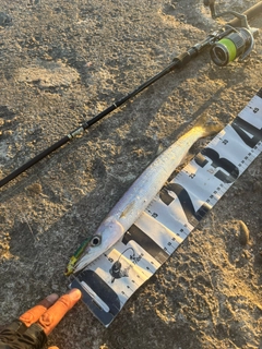 カマスの釣果