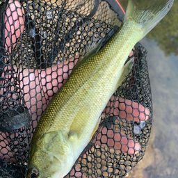 ラージマウスバス