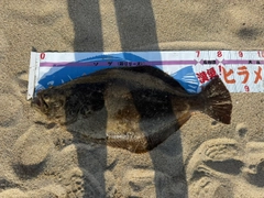 ヒラメの釣果