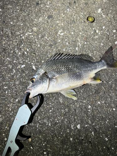 キビレの釣果