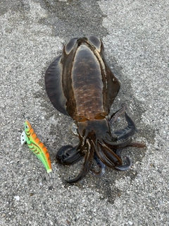 アオリイカの釣果