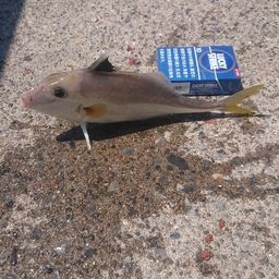 ギマ