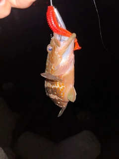 アコウの釣果