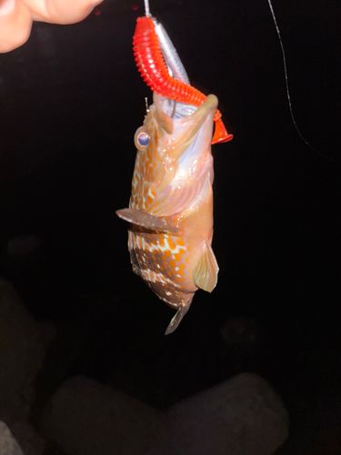 アコウの釣果