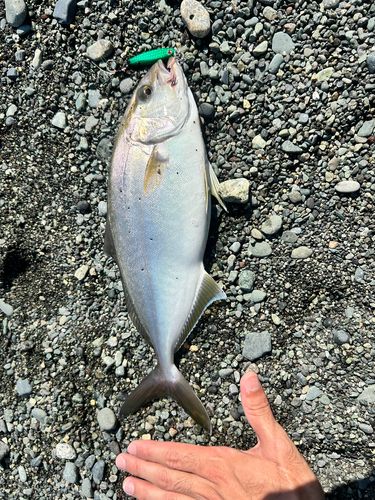 釣果