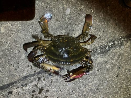 ワタリガニの釣果