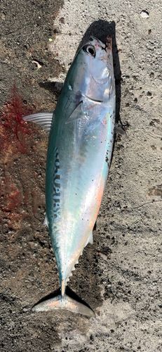 ソウダガツオの釣果