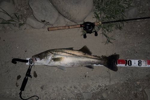 シーバスの釣果