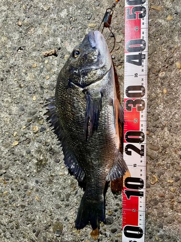 クロダイの釣果