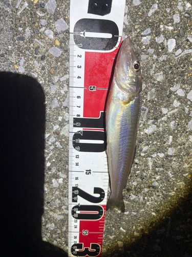 シロギスの釣果